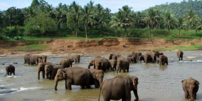 Negombo: Kandy and Pinnawala Elephant Orphanage Day Tour - Pickup From Negombo or Colombo: Door-to-Door Comfort