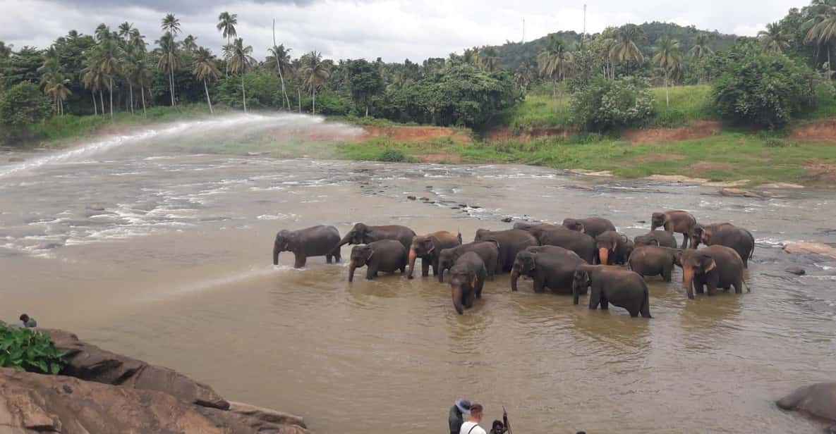Negombo: Kandy and Pinnawala Elephant Orphanage Day Tour - Peradeniya Royal Botanic Gardens: Plant Variety and the Big Fig Tree