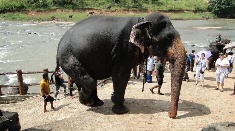 Negombo: Kandy and Pinnawala Elephant Orphanage Day Tour - Temple of the Sacred Tooth Relic: The Cultural Anchor of Kandy