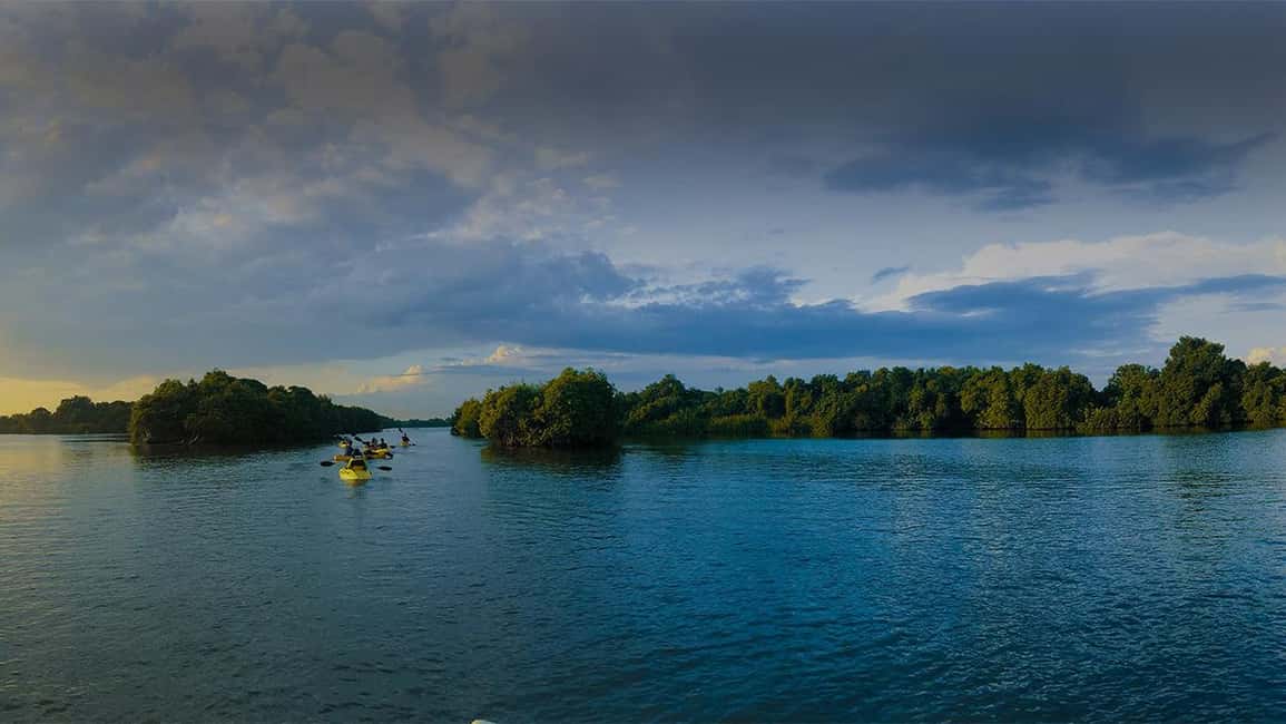 Negombo: Kayaking in the Lagoon - Traditional fishing up close: nets, rhythm, and local water life