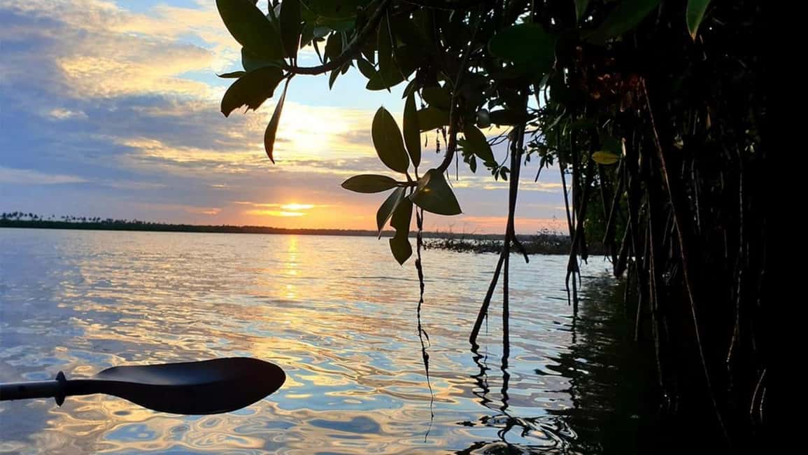 Negombo: Kayaking in the Lagoon - Gliding into Negombo Lagoon: calm water, winding routes, and mangroves