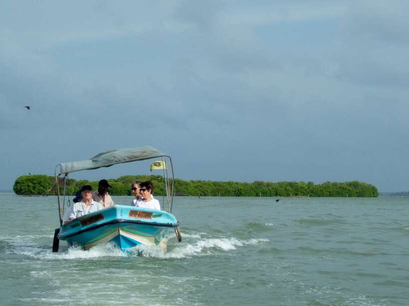 Negombo Lagoon (Mangrove ) Boat Excursion - The Mangrove Boat Ride: Breezes, Nets, and Bird-Spotting