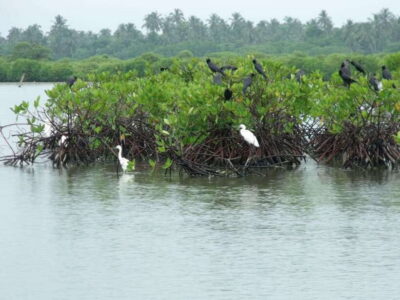 Negombo Lagoon (Mangrove ) Boat Excursion - Getting There: Tuk-Tuk, Canal Breaks, and Quick Stops