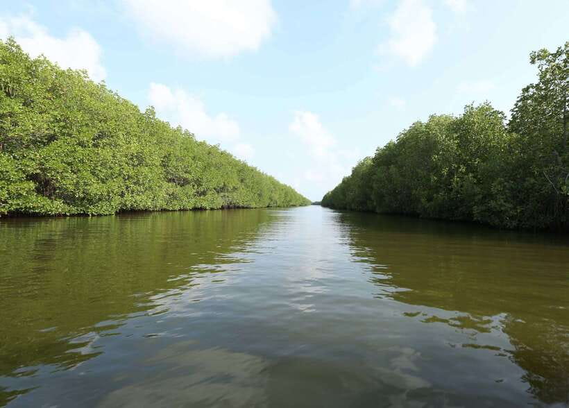 Negombo Lagoon (Mangrove ) Boat Excursion - Dutch Canal and Negombo Fish Market: Small Stops With Real Payoff