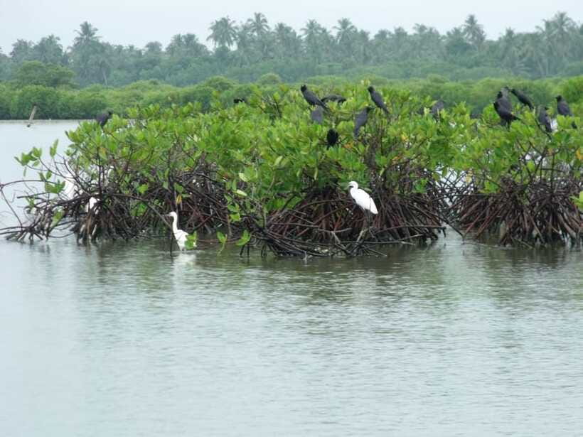Negombo Lagoon (Mangrove ) Boat Excursion - Health Rules and Who This Trip Fits Best