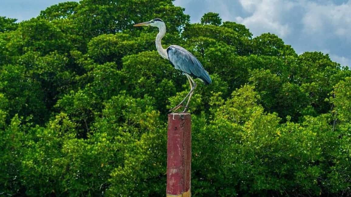 Negombo Private Tour: Market, Temples & Canal - The Dutch Canal Stop: Small Time Investment, Scenic Payoff