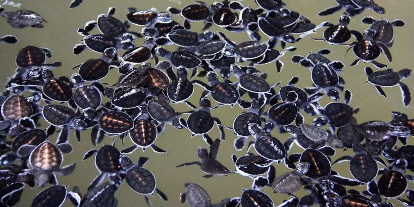 Negombo: Turtle hatchery, River safari, moon stone & Galle - Lunch at a Local Restaurant: Plan for Your Own Order