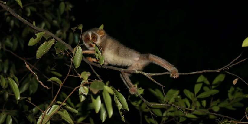 Night Hike to see Elusive & Rare Loris in Sigiriya - Where Pidurangala Fits Into a Sigiriya Night Adventure