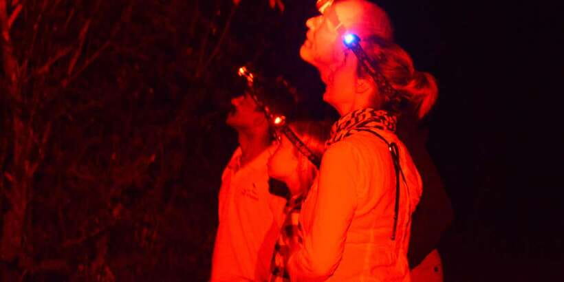 Night Hike to see Elusive & Rare Loris in Sigiriya - The Night Walk Itself: How Guides Spot Lorises in the Trees
