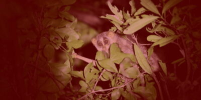 Night Hike to see Elusive & Rare Loris in Sigiriya - Meeting at Rocko’s Vegetarian Cafe and Getting Ready for Night Eyes