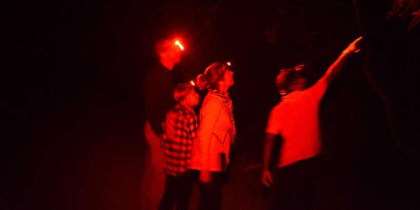 Night Hike to see Elusive & Rare Loris in Sigiriya - Gear, Clothing, and Jungle Manners That Actually Help