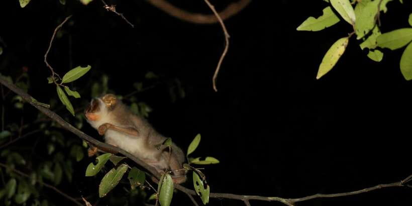 Night Hike to see Elusive & Rare Loris in Sigiriya - Timing and Weather: When to Go (and What to Plan for)