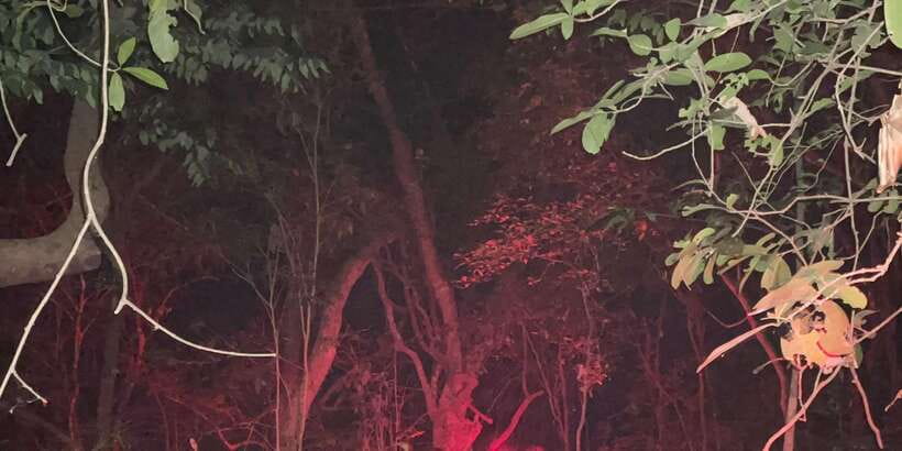 Night Hike to see Elusive & Rare Loris in Sigiriya - Who This Loris Night Hike Suits Best