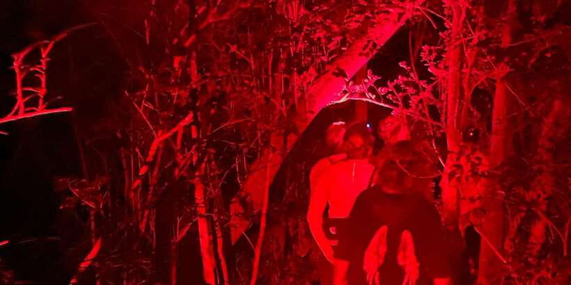 Night Hike to see Elusive & Rare Loris in Sigiriya - Should You Book This Night Hike to See Rare Lorises in Sigiriya?
