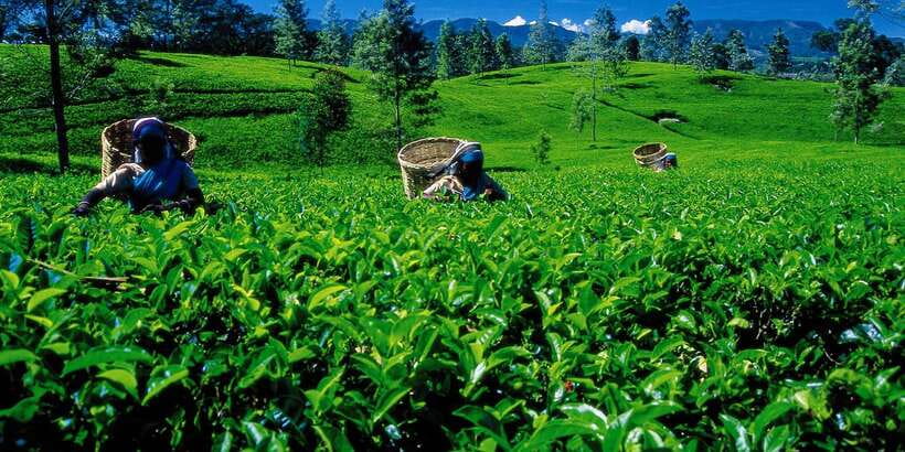 Nuwara Eliya: All-Inclusive Private Sightseeing Day Tour - Getting From Your Hotel Into Hill-Country Rhythm