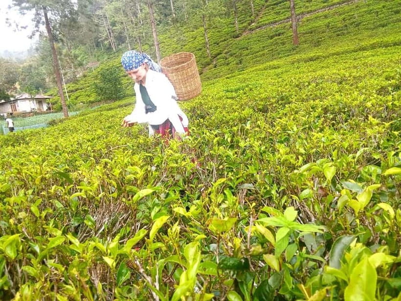 Nuwara Eliya Full day: 5Waterfalls, 2Tea Test & pick by TUK - Should you book this Nuwara Eliya full-day tour?