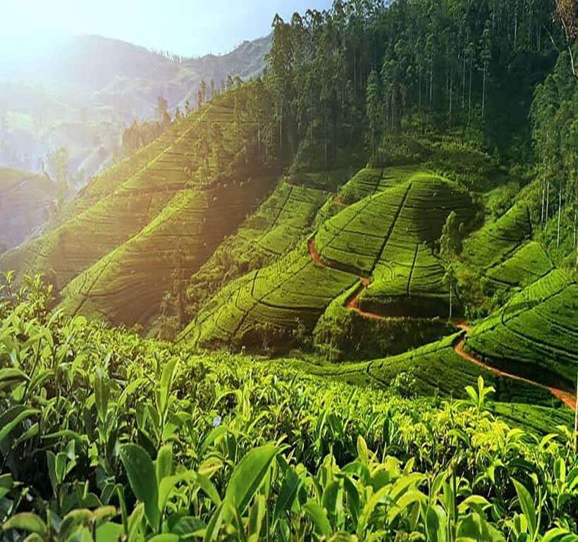 Nuwara Eliya: Tea Factory and Pickle Waterfalls Tuk Tuk Tour - Blue Field Tea Factory: Your second cup of context