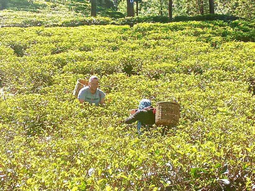 Nuwara Eliya: Tea Factory and Pickle Waterfalls Tuk Tuk Tour - Who should book this tour (and who might skip it)