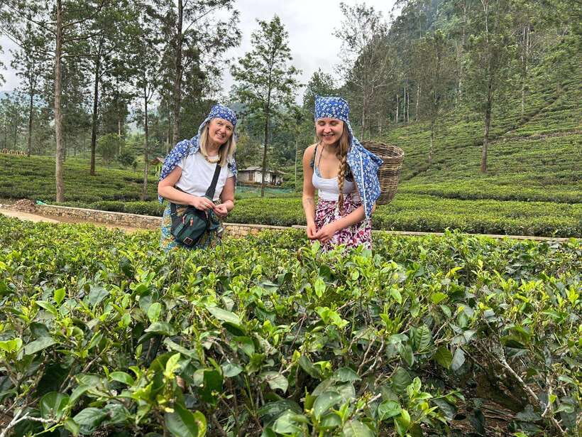 Nuwara Eliya Tuk-Tuk Tour Tea Picking,Tasting &Ramboda Falls - Tea factories: Bluefield, Kingswood, and Labookelie—and the tasting logic