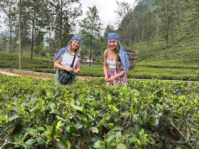 Nuwara Eliya Tuk-Tuk Tour Tea Picking,Tasting &Ramboda Falls - Tea picking: what it teaches you (and how to do it well)