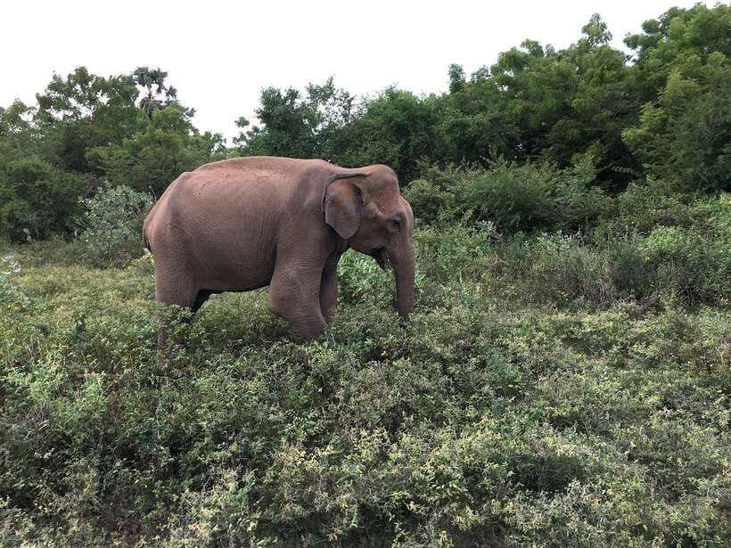 Overnight Treehouse Safari at Yala National Park - Small Planning Fixes That Make the Safari Day Go Better