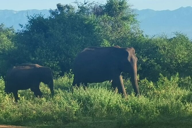 Paradise Udawalawe Safari Tours - Price and Value for a Small-Group Wildlife Trip