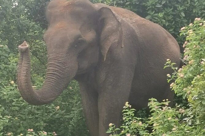 Paradise Udawalawe Safari Tours - Who This Tour Suits Best (and Who Should Rethink It)