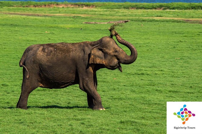 Personal Driver For Your Two Weeks Round Tour In Sri Lanka - Minneriya and Udawalawe: the wildlife days that make the trip memorable
