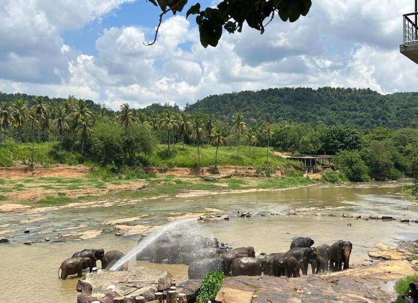 Pinnawala Day Tour from Kandy (Private tour ) - Key points at a glance