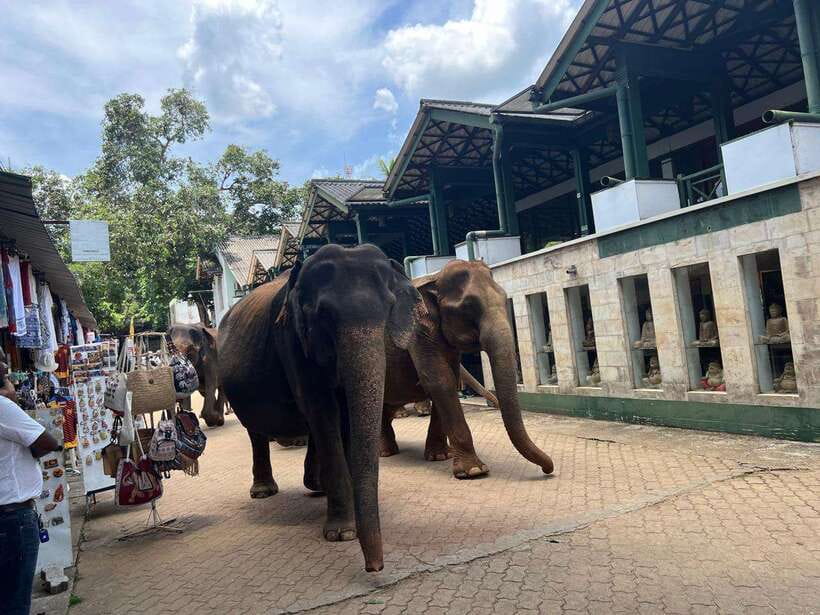 Pinnawala Day Tour from Kandy (Private tour ) - How This Private Kandy Plan Really Works