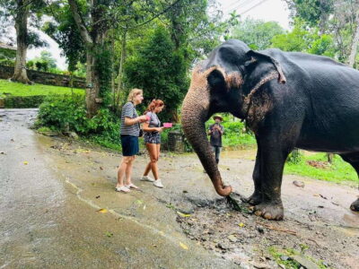 Pinnawala Day Tour from Kandy (Private tour ) - Pinnawala Elephant Orphanage: More Than a Photo Stop