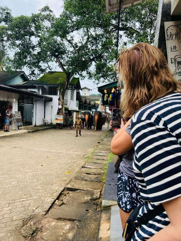 Pinnawala Day Tour from Kandy (Private tour ) - Price and Logistics: What $40 Really Buys
