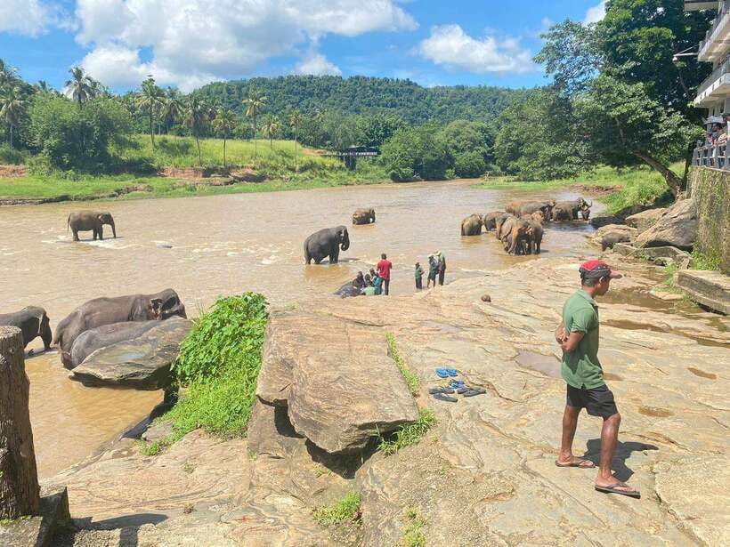 Pinnawala,Kandy Day Tour from Colombo/Negombo - Tea, elephants, temples, and a sales-pitch wildcard