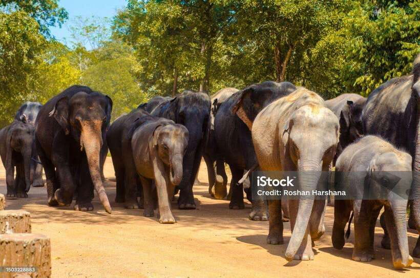 Pinnawala,Kandy Day Tour from Colombo/Negombo - Who this tour suits best (and who should skip it)