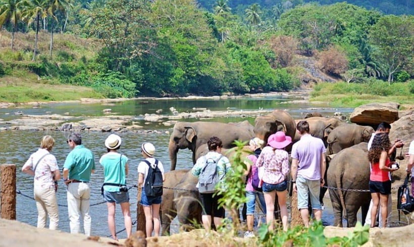 Pinnawala,Kandy Day Tour from Colombo/Negombo - Tea factory stop: Ceylon processing you can taste