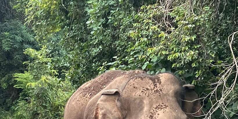 Polonnaruwa Sight Seeing Tour and Minneriya Elephant Safari - Key Things That Make This Tour Work Well