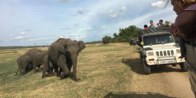 Polonnaruwa Sight Seeing Tour and Minneriya Elephant Safari - Gal Vihara and the Royal Palace Complex: The Stops Worth Booking For