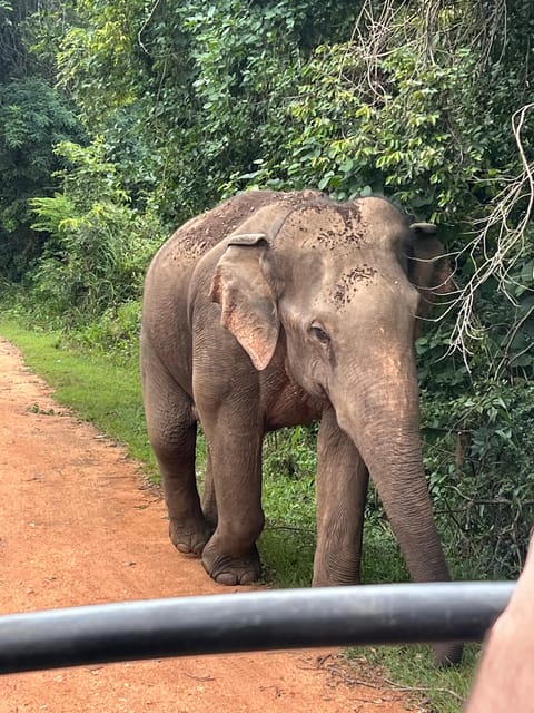 Polonnaruwa Sight Seeing Tour and Minneriya Elephant Safari - How the Safari Works: Jeep Time, Wildlife Viewing, and Practical Expectations