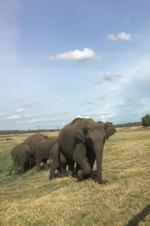 Polonnaruwa Sight Seeing Tour and Minneriya Elephant Safari - Lunch Plans: What’s Included (and What You’ll Pay Separately)