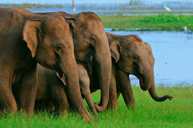 Private Day Trip to Sigiriya, cave and National park Safari Tour - A One-Day Circuit From Colombo: Expect a Very Long Drive