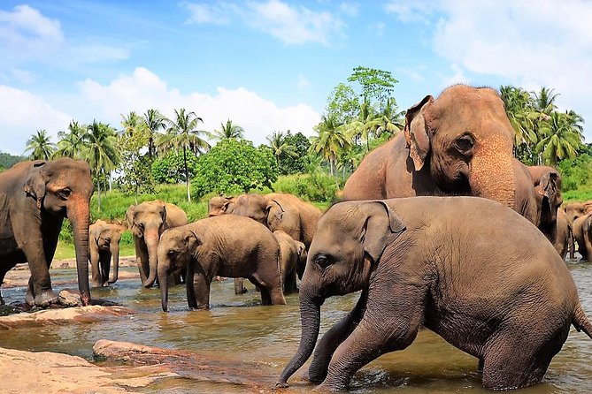 Private Day Trip to Sigiriya, cave and National park Safari Tour - Price and Value Check at $68.50: What You Still Pay For