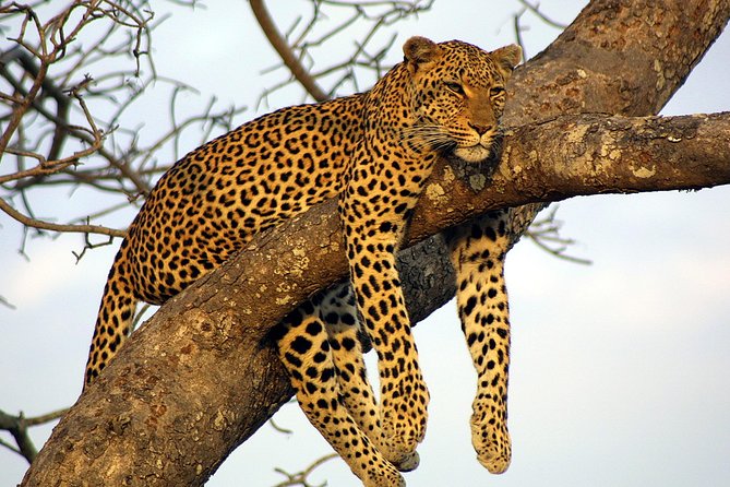 Private Day Trip to Yala National Park from Colombo - Galle Dutch Fort: An Easy Way to Start the Day Strong