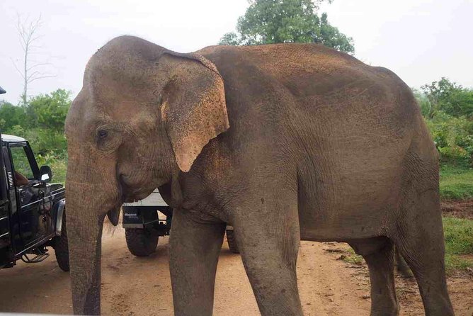 Private Day Trip to Yala National Park from Colombo - Lunch in Tissamaharama: Plan for Your Own Food Budget