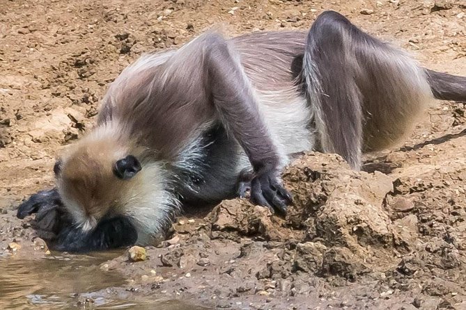 Private Day Trip to Yala National Park from Colombo - Yala National Park Jeep Safari: Making the Most of 4 Hours
