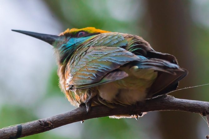 Private Day Trip to Yala National Park from Colombo - Price and Logistics: Does $180 Per Person Feel Worth It?