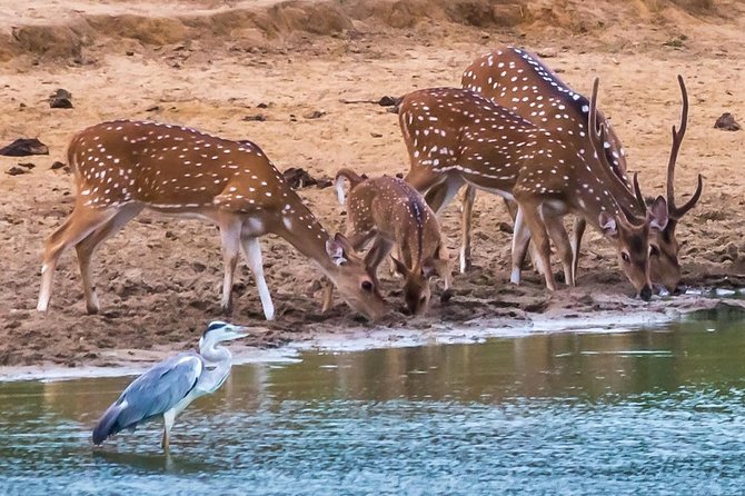 Private Day Trip to Yala National Park from Colombo - Who This Trip Suits Best (and Who Might Prefer Something Else)