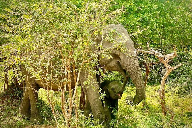 Private Full Day Udawalawe Safari Trip with Lunch - Lunch, water, and comfort on a 10–12 hour day