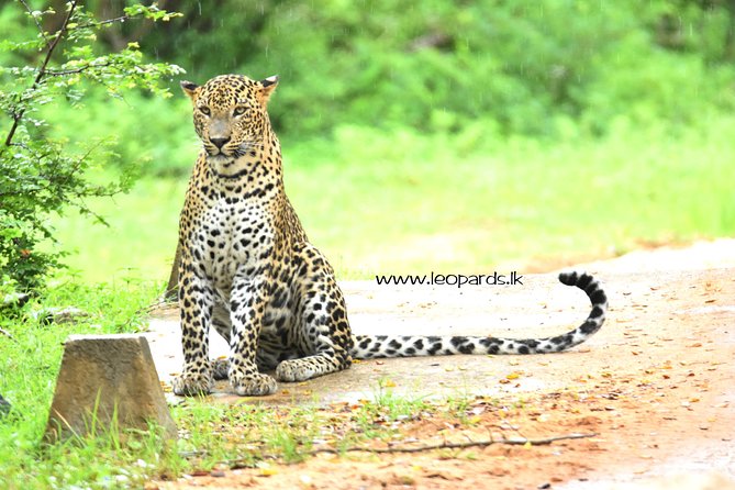 Private Half Day Safari Tour to Yala NP From Tangalle and Drop Back - The 5 AM timing: how it shapes your animal odds