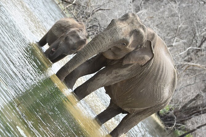 Private Half Day Safari Tour to Yala NP From Tangalle and Drop Back - Your jeep: Toyota Hilux modified safari transport