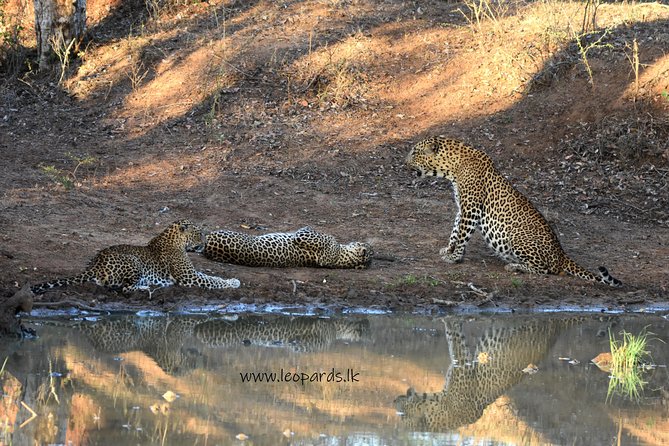 Private Half Day Safari Tour to Yala NP From Tangalle and Drop Back - What you’re actually chasing: leopard, sloth bear, elephants
